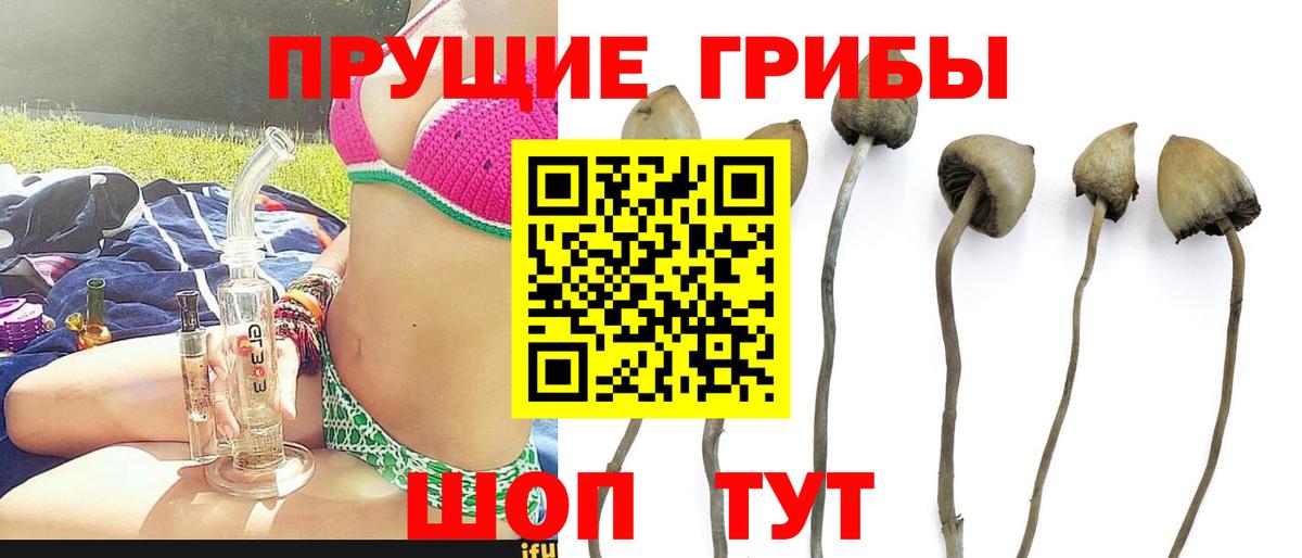 Псилоцибиновые грибы мицелий  Вход с VPN  Галлюциногенные грибы Psilocybine cubensis  Можга 